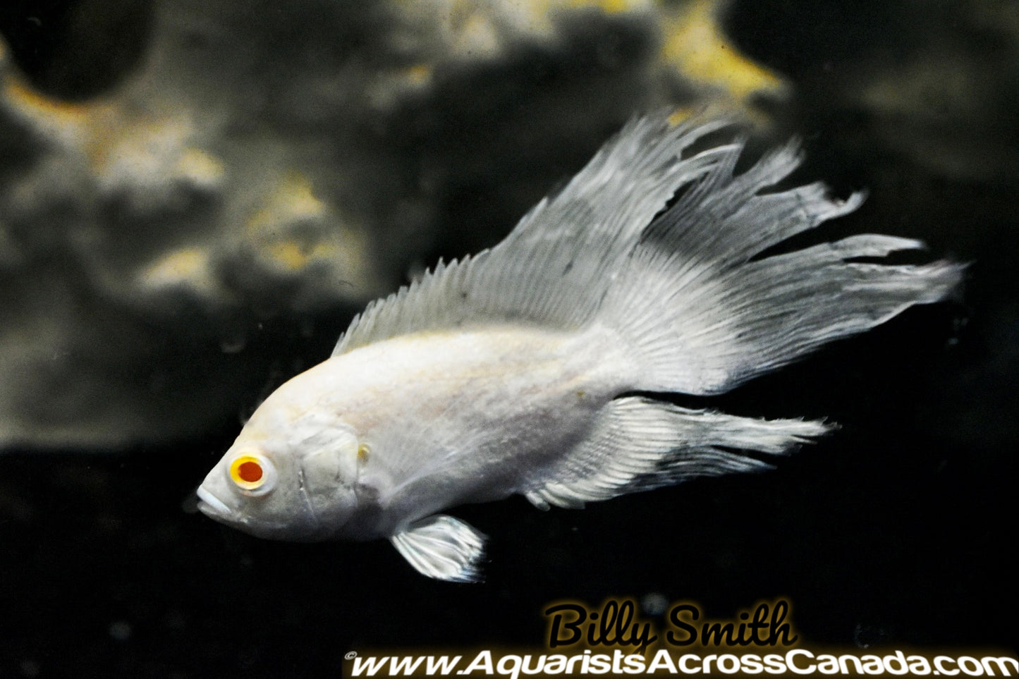 LONGFIN ALBINO RED OSCAR (Astronotus ocellatus)