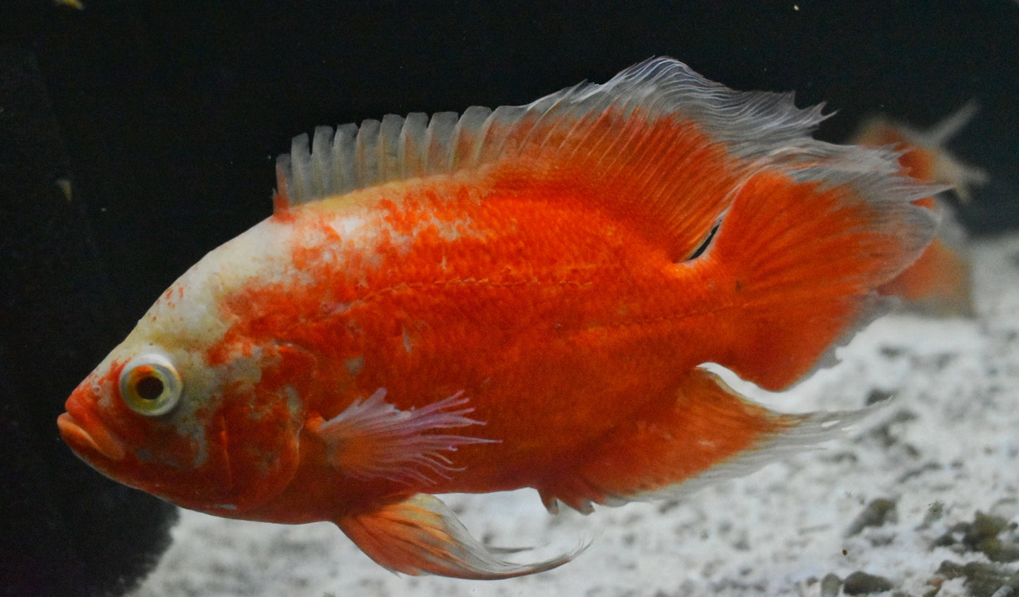 LONGFIN ALBINO RED OSCAR (Astronotus ocellatus) - Aquarists Across Canada