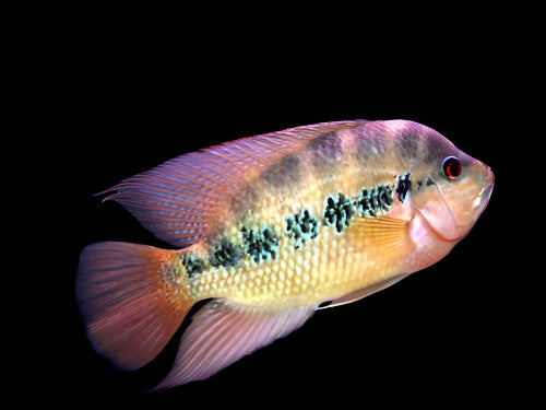 LYON'S CICHLID (Amphilophus Lyonsi) Upsized 3"