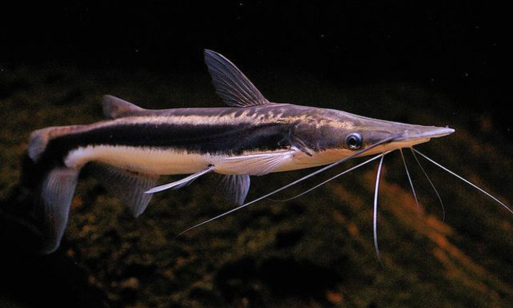 Catfish – Aquarists Across Canada