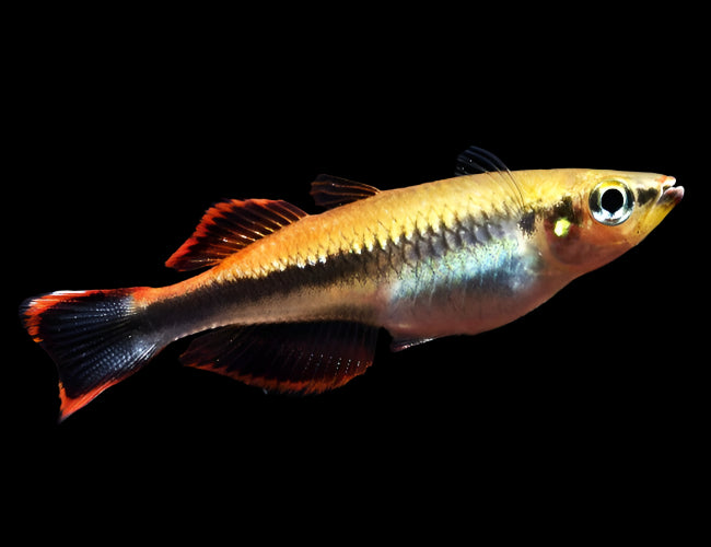 MADAGASCAN RAINBOW (Bedotia madagascarensis)