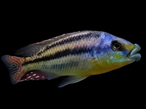 MALAWI THICK LIPS (Cheilochromis Euchilus)
