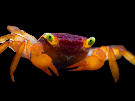 MANDARIN VAMPIRE CRAB (Geosesarma Notophorum) *Terrestrial*