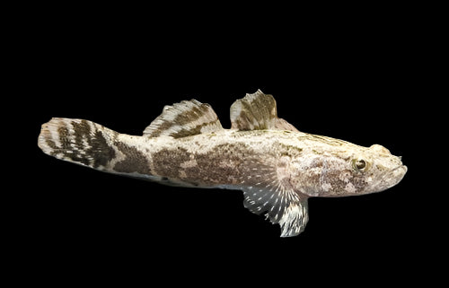 MARBLED SLEEPER GOBY (Oxyeleotris Marmorata)