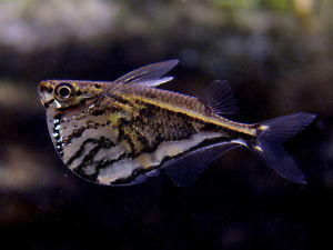 MARBLE HATCHETFISH (CARNEGIELLA STRIGATA) - Aquarists Across Canada