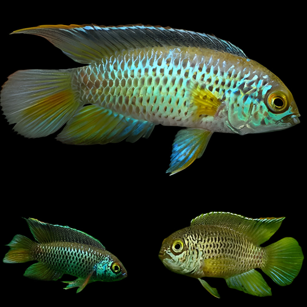 NANNACARA ANOMALA (Nannacara Anomala)