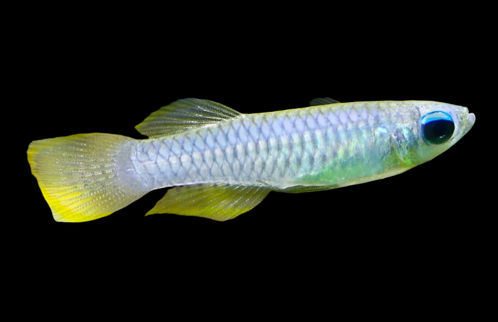 NORMANS LAMPEYE KILLIFISH (Poropanchax normani)