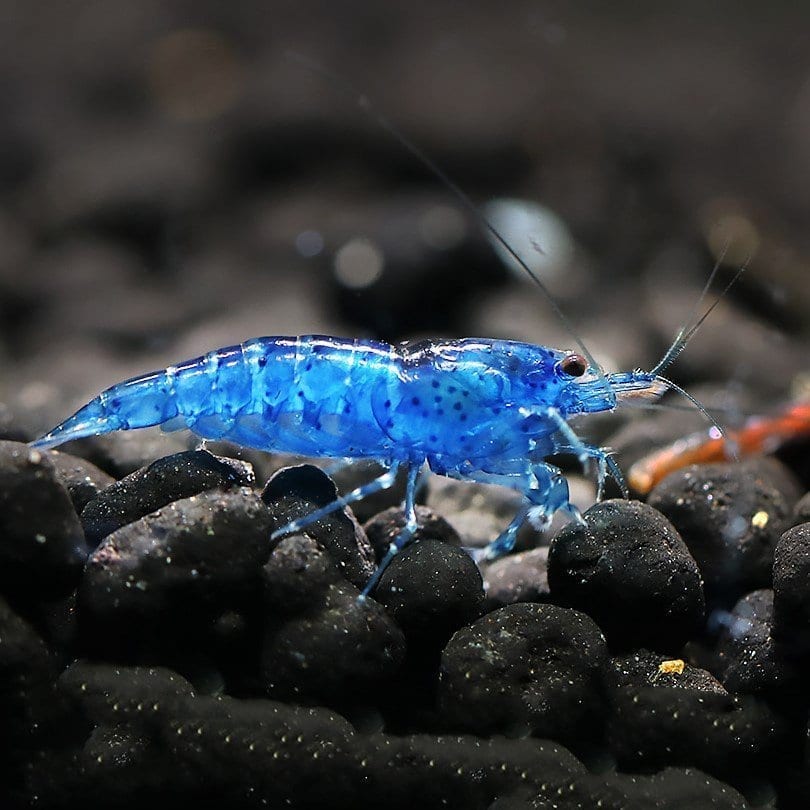 LIGHT BLUE VELVET SHRIMP (Neocaridina davidi .var) - Aquarists Across Canada