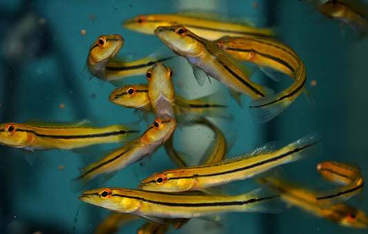 ORANGE PIKE (Crenicichla Lugubris "Rio Xingu Type One 3.5"