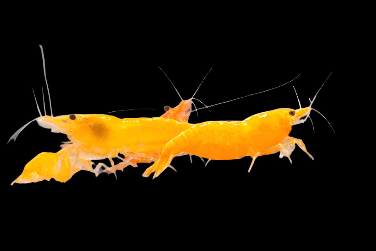 ORANGE SAKURA SHRIMP (Neocaridina denticulata Var) Taiwan S grade