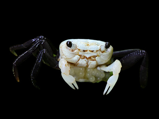 PANDA CRAB (Lepidothelphusa сognetti)