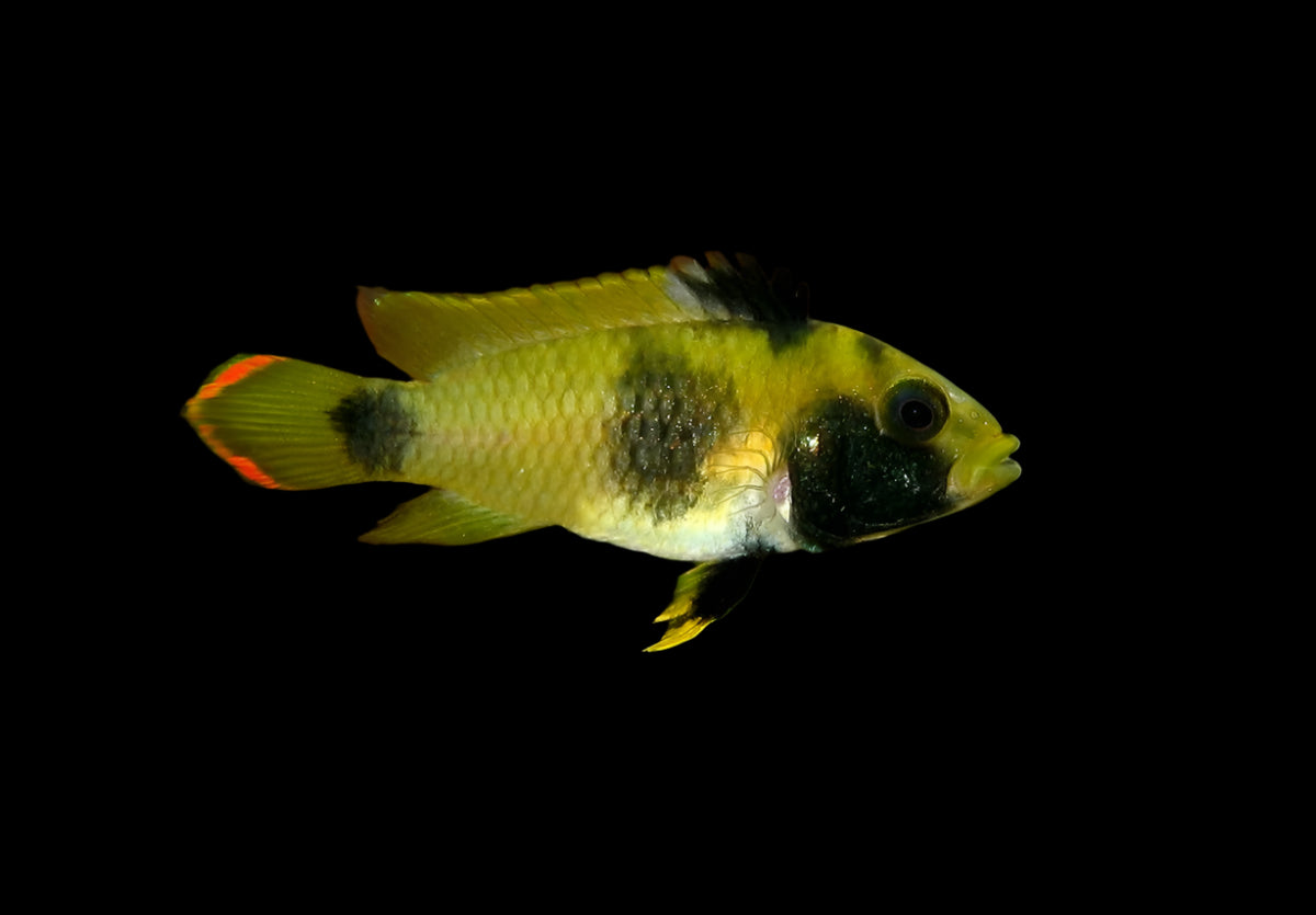 PANDA DWARF CICHLID (Apistogramma nijsseni)