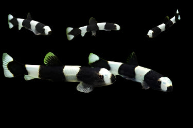 PANDA LOACH (Yaoshania pachychilu ) - Aquarists Across Canada