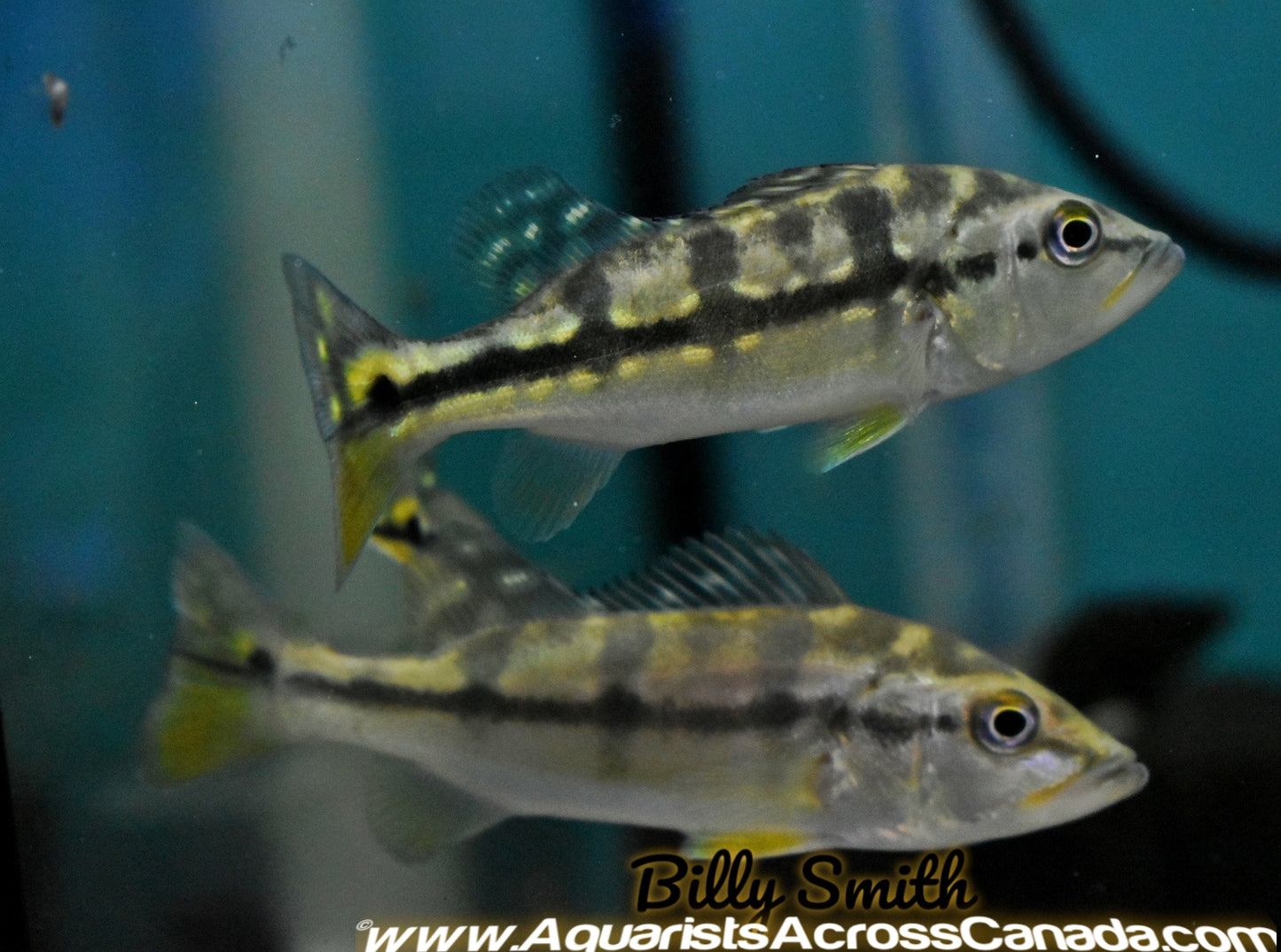 PEACOCK BASS *AZUL* (Cichla Azul) 4" - Aquarists Across Canada