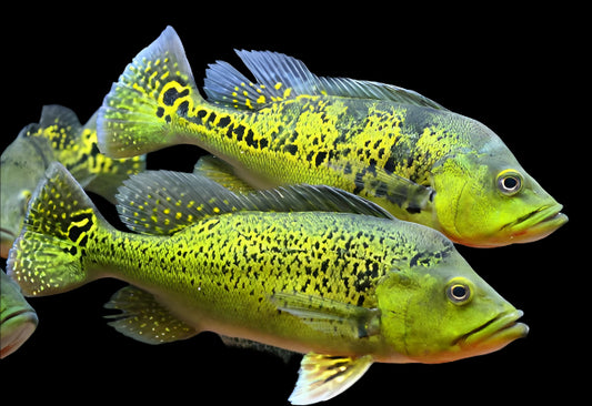 PEACOCK BASS *KELBERI* (Cichla kelberi) 2.5"