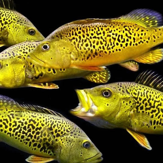 PEACOCK BASS *SPIDER KELBERI* RARE (Cichla kelberi .Sp Spider) 2408