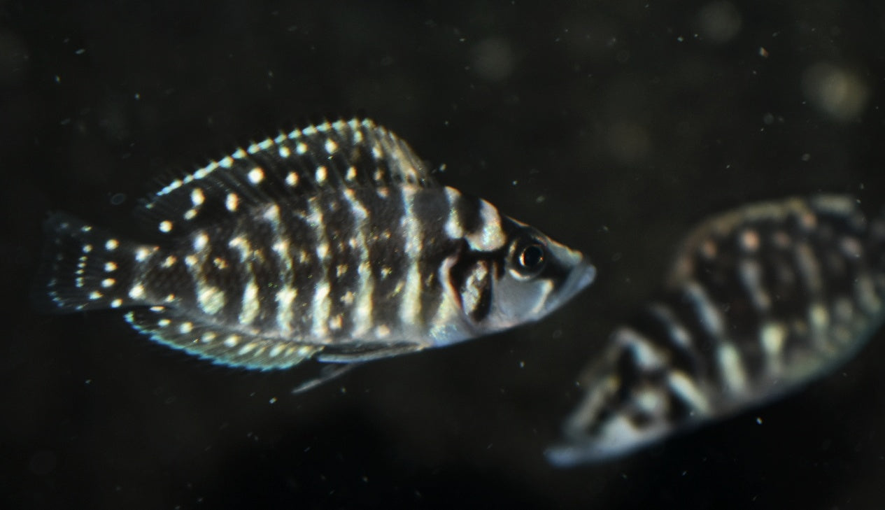 PEARLY CALVUS (Altolamprologus calvus) F1
