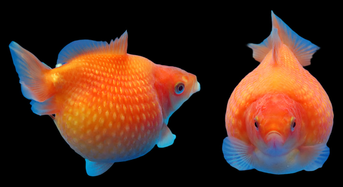 PEARLSCALE GOLDFISH (Carassius Auratus) 2.5" - Aquarists Across Canada