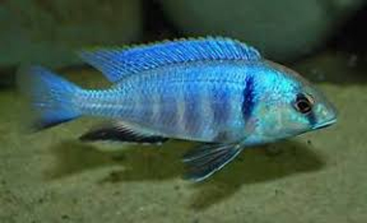 PLACIDOCHROMIS . SP *ELECTRA* (DEEP WATER HAP) 6.5" SHOW MALE