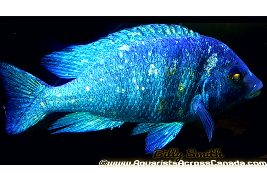 PLACIDOCHROMIS PHENOCHILUS "TANZANIA" STAR SAPPHIRE 3-3.5" SEXED - Aquarists Across Canada