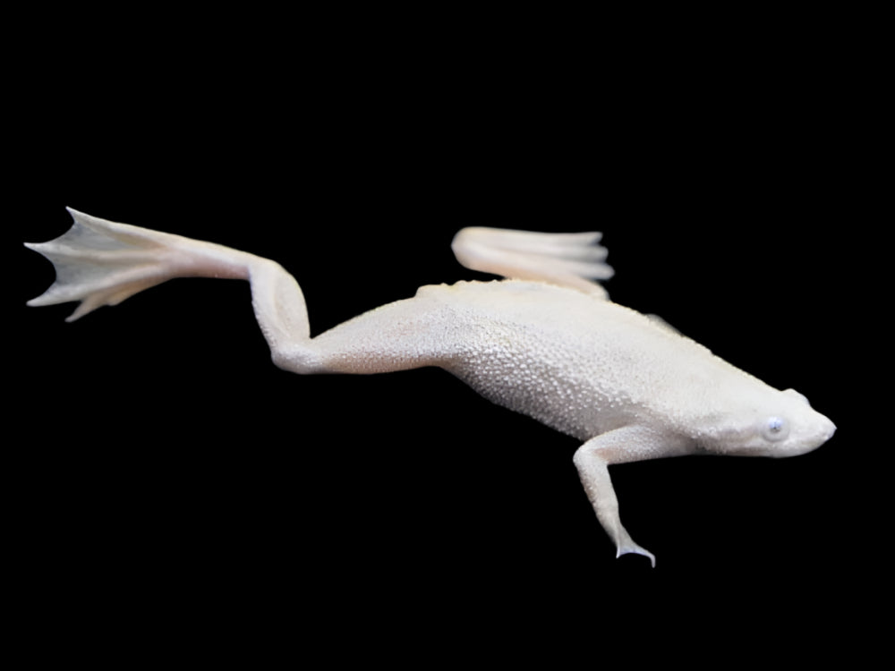 PLATINUM DWARF AQUATIC FROG (Hymenochirus sp.)