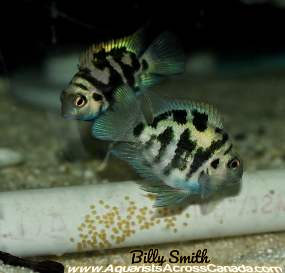 POLAR BLUE CONVICT (Amatitlania nigrofasciata)