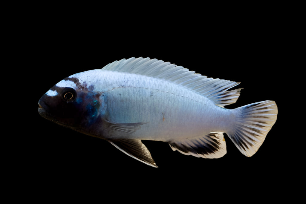 POLIT (Pseudotropheus .sp Polit) - Aquarists Across Canada