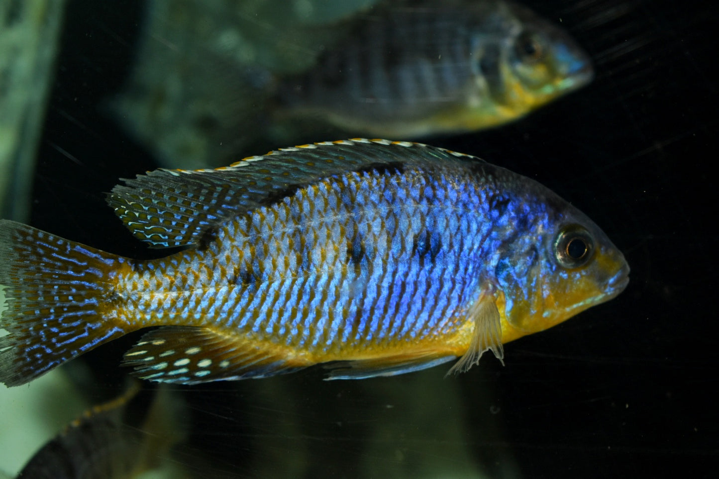 PROTOMELAS STEVENI IMPERIAL "POMBO ROCKS" - Aquarists Across Canada