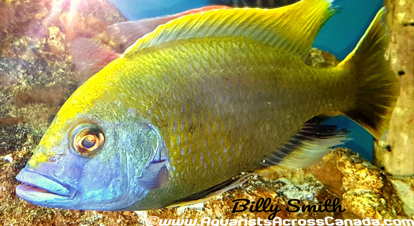 NIMBOCHROMIS VENUSTUS (DOMESTIC) 8" MALE - Aquarists Across Canada