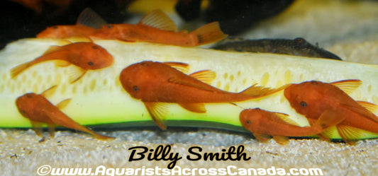 BRISTLENOSE *SUPER RED* (Ancistrus sp) - Aquarists Across Canada