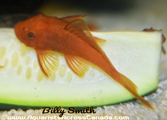 BRISTLENOSE *SUPER RED* (Ancistrus sp) - Aquarists Across Canada