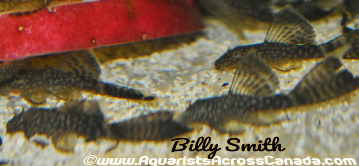 BRISTLENOSE LONGFIN (Ancistrus sp.) - Aquarists Across Canada