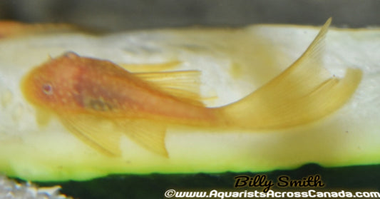BRISTLENOSE *ALBINO LONGFIN* (Ancistrus .sp) - Aquarists Across Canada