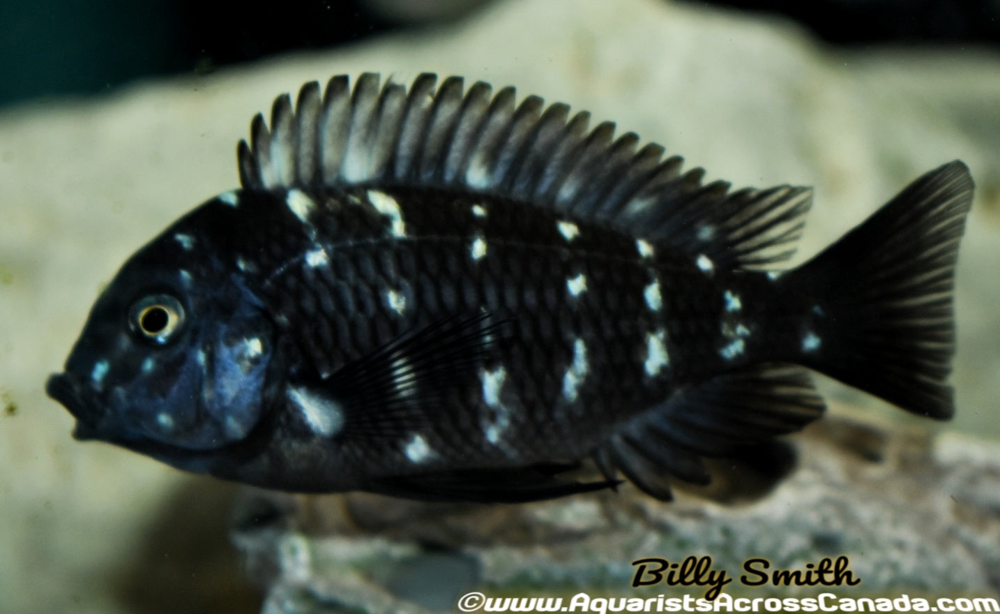TROPHEUS. SP DUBOISI - Aquarists Across Canada