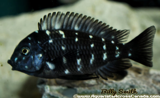 TROPHEUS. SP DUBOISI - Aquarists Across Canada
