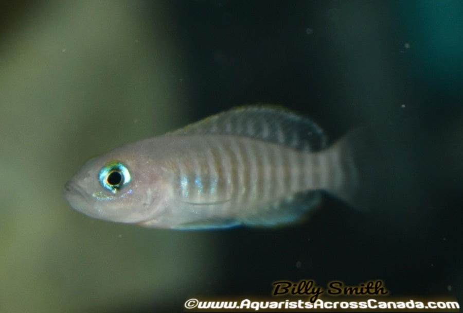 MULTIFASCIATUS (Neolamprologus Multifasciatus) - Aquarists Across Canada