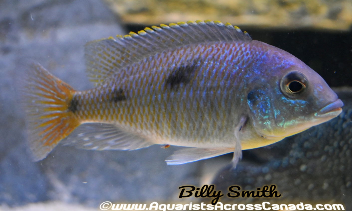 PLACEDON - Aquarists Across Canada