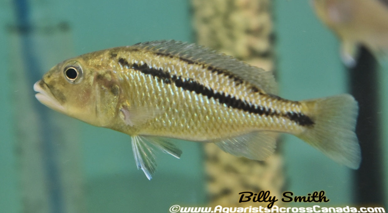 ARISTOCHROMIS CHRISTYI *MALAWI HAWK* (HOUSEBRED F1) 3" - Aquarists Across Canada