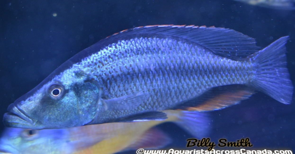 DIMIDOCHROMIS COMPRESSICEPS *EYE BITER* (DOMESTIC, HOUSEBRED) 6" MALE - Aquarists Across Canada