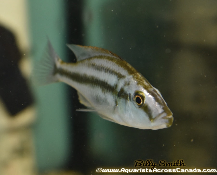 DIMIDOCHROMIS COMPRESSICEPS *EYE BITER* (DOMESTIC, HOUSEBRED) 1.5" UNSEXED - Aquarists Across Canada