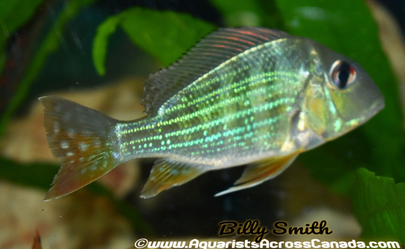 GEOPHAGUS SURINAMENSIS (Geophagus surinamensis) - Aquarists Across Canada