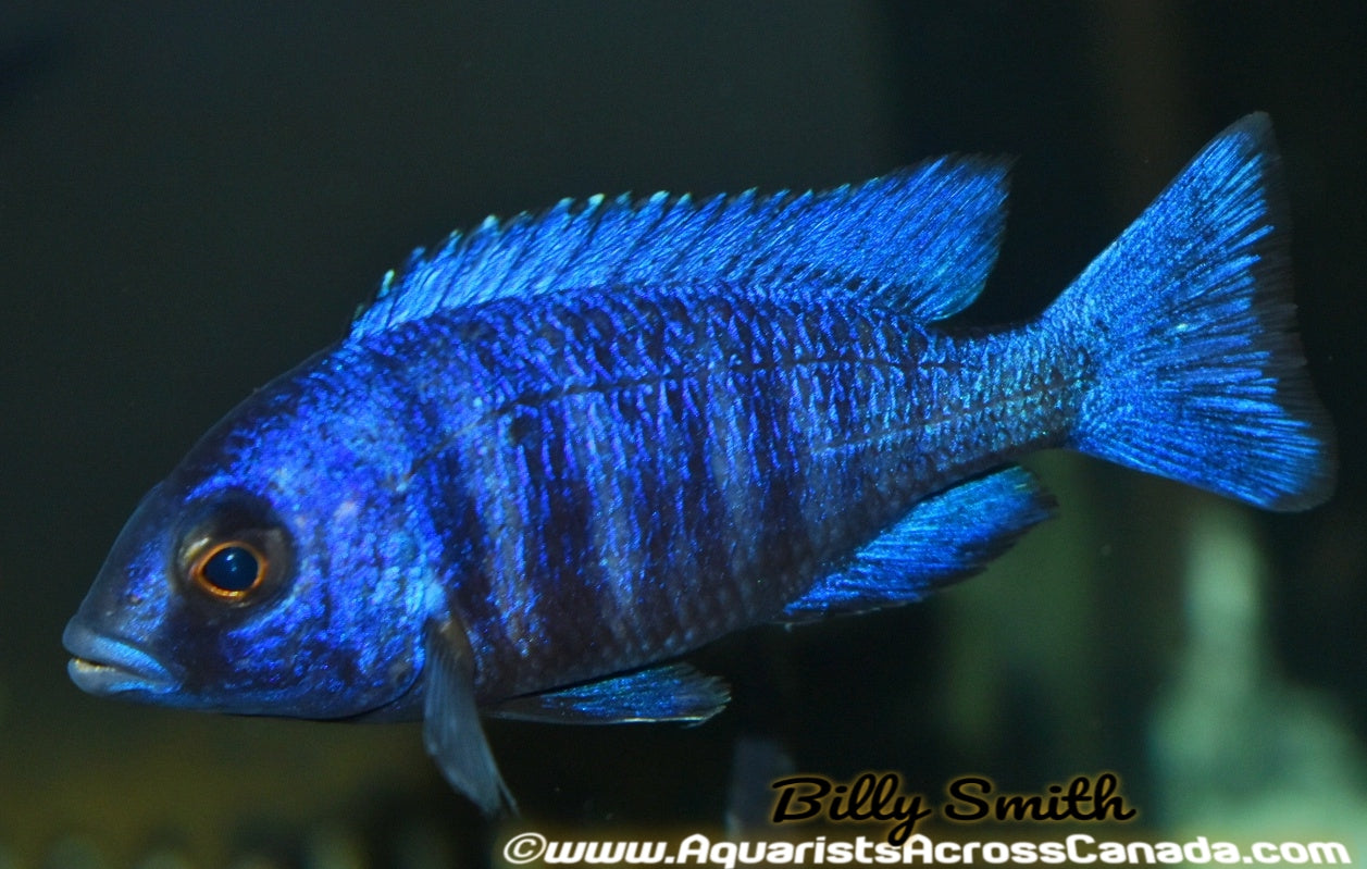 PLACIDOCHROMIS PHENOCHILUS "TANZANIA" STAR SAPPHIRE 5"" MALE - Aquarists Across Canada
