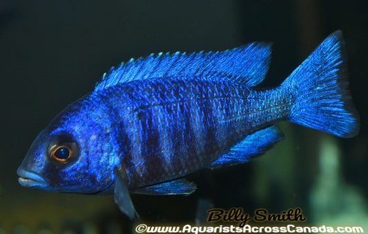 PLACIDOCHROMIS PHENOCHILUS "TANZANIA" STAR SAPPHIRE 5"" MALE - Aquarists Across Canada