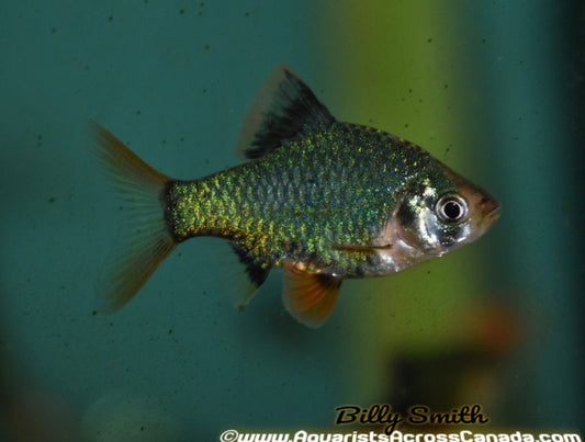 GREEN TIGER BARB (Puntius Tetrazona. Var) - Aquarists Across Canada