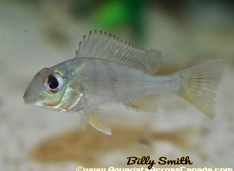 GEOPHAGUS ALTIFIRONS *ARAGUARI* - Aquarists Across Canada