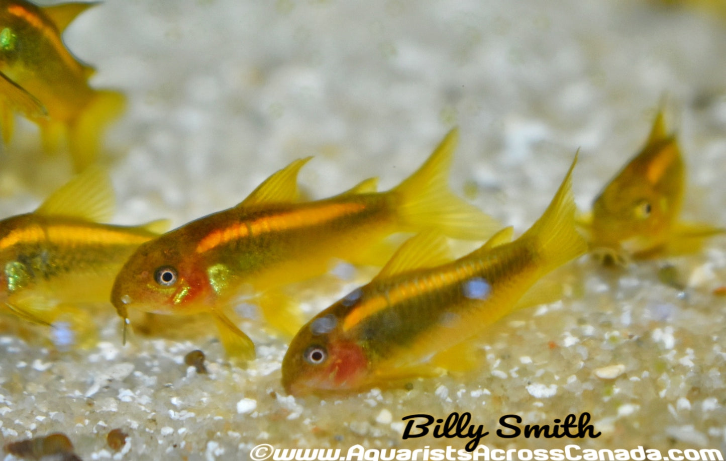 GOLD LASER CORYDORA (Corydoras sp. (Cw010) - Aquarists Across Canada