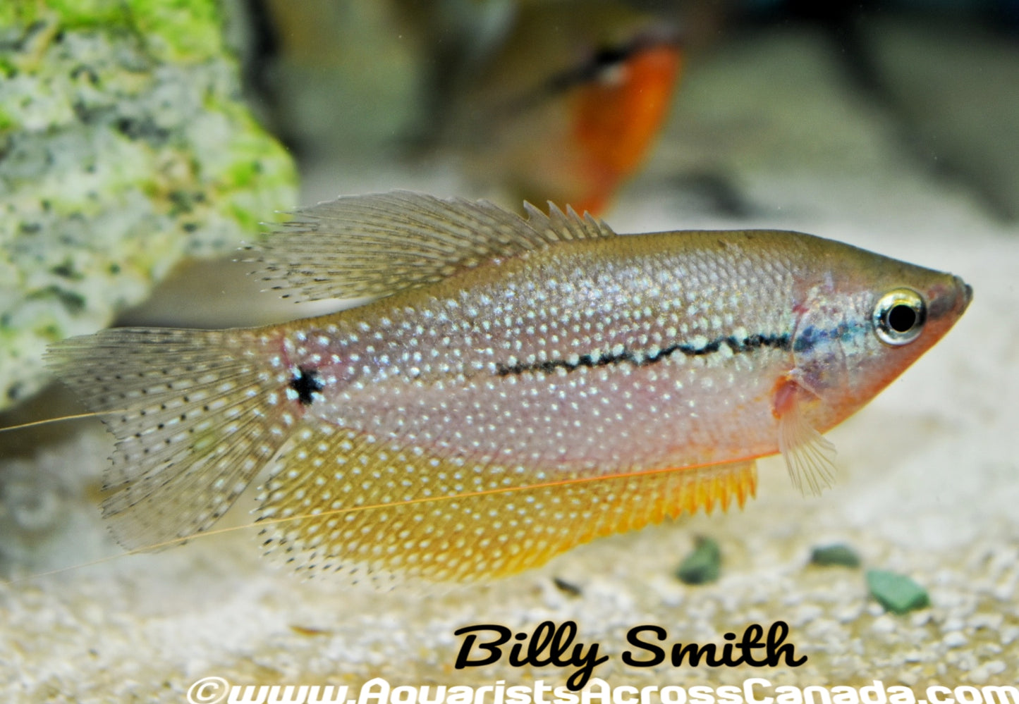 PEARL GOURAMI (Trichogaster leeri) - Aquarists Across Canada