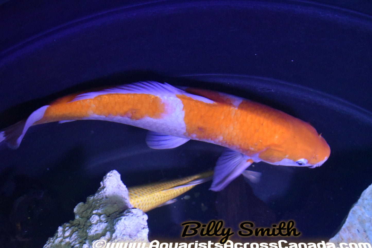 KOI ASSORTED (Cyprinus Carpio) 8" - Aquarists Across Canada