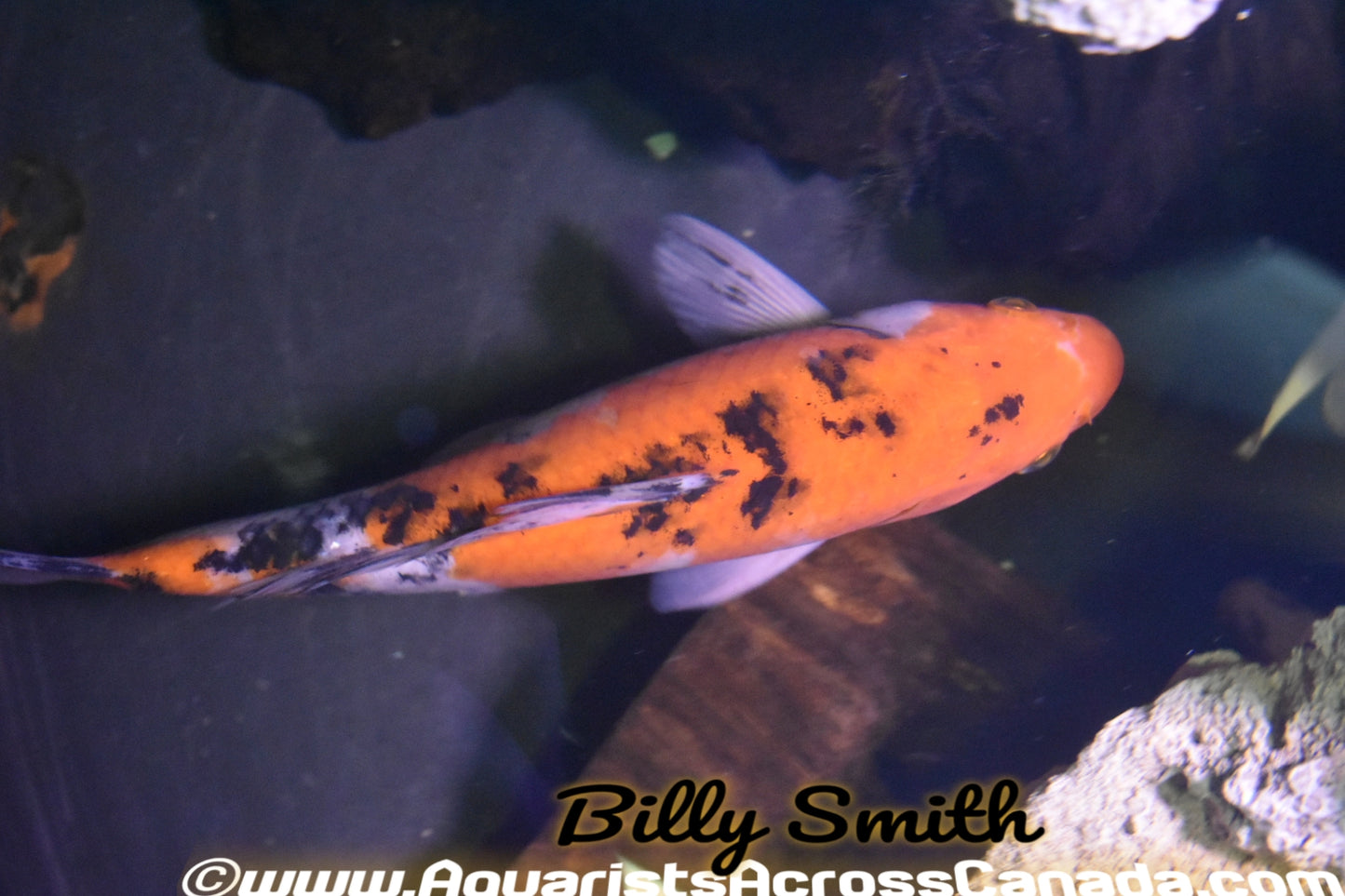 KOI ASSORTED (Cyprinus Carpio) 12" - Aquarists Across Canada