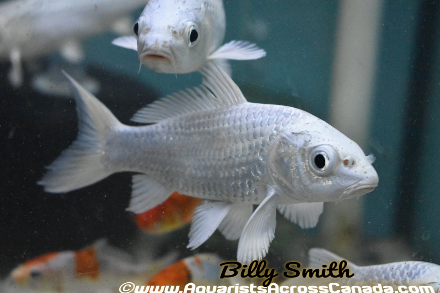 KOI PLATINUM (Cyprinus Carpio) 6" - Aquarists Across Canada